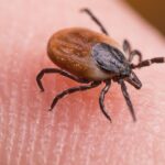 Jó hír a kirándulóknak - közel lehetünk a Lyme-kór elleni oltáshoz